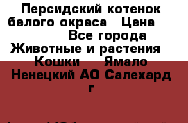 Персидский котенок белого окраса › Цена ­ 35 000 - Все города Животные и растения » Кошки   . Ямало-Ненецкий АО,Салехард г.